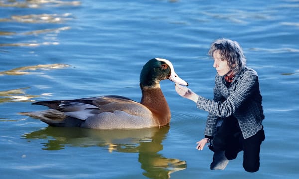 Fran Ashcroft - A Tour Of British Duck Ponds